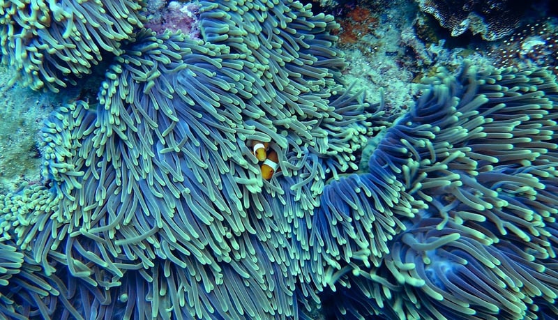 Coral Star Blossom