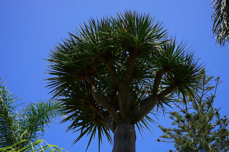 Dragon Blood Tree