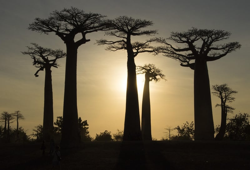 Baobab Trees
