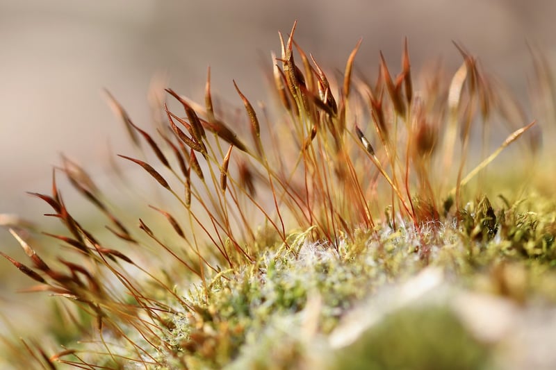 Mystical Plants in Garden