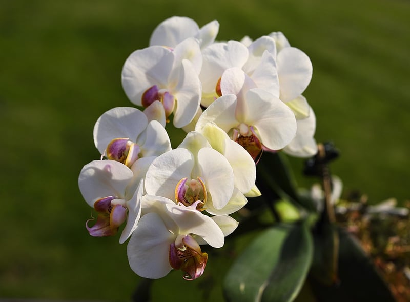 Siren's Song Orchid