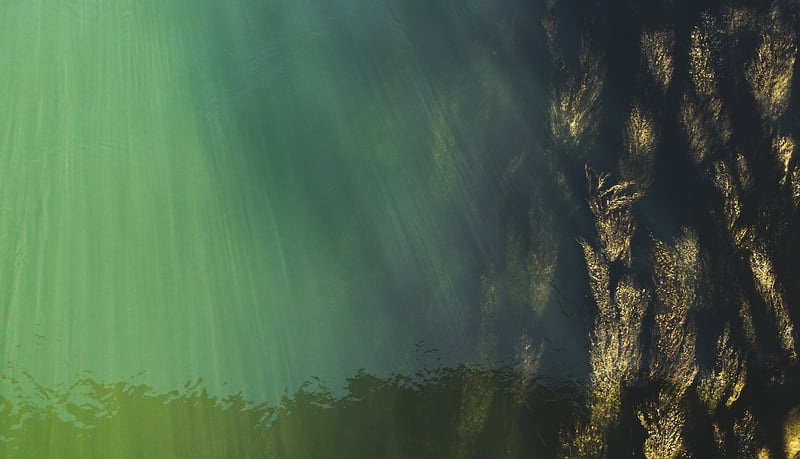 Moonlit Seaweed